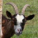 FVCW (05)-Weicht-Ulrich